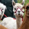 Alpaka Wanderung Kleines Wiesental für 2