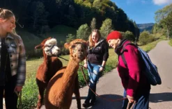 Alpaka Wanderung Kleines Wiesental für 2