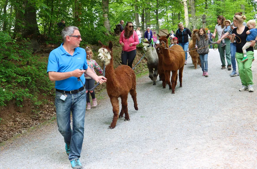 Alpaka Wanderung Kraichtal (3 Std.)