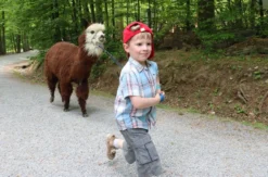 Alpaka Wanderung Kraichtal (3 Std.)
