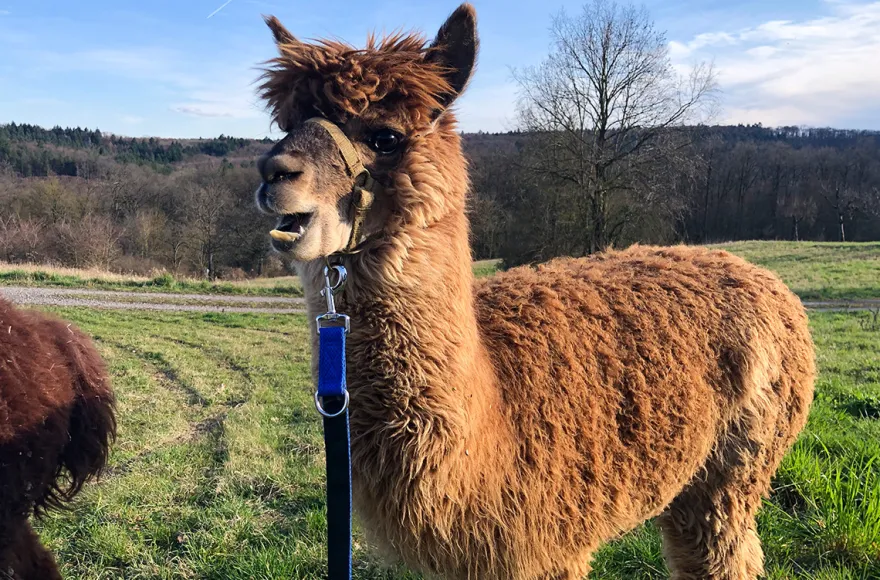 Alpaka Wanderung Kraichtal (1,5 Std.)