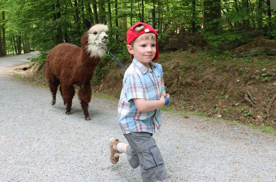 Alpaka Wanderung Kraichtal (1,5 Std.)