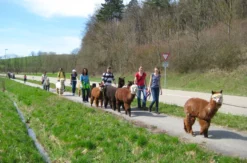 Alpaka Wanderung Kraichtal (1,5 Std.)