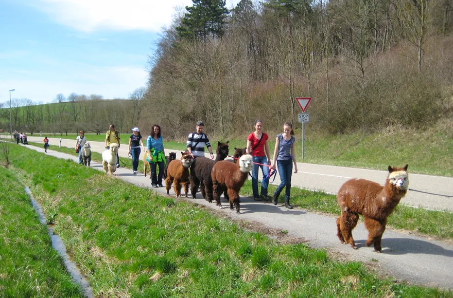 Alpaka Wanderung Kraichtal (1,5 Std.)