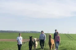 Alpakawanderung Langenfeld