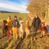 Alpaka Wanderung mit Glühwein Arnstein für 2