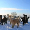 Alpaka Wanderung mit Glühwein Sankt Thomas am Blasenstein für 2