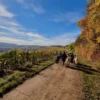 Alpaka Wanderung mit Glühwein Dipbach für 2
