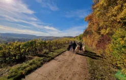 Alpaka Wanderung mit Glühwein Dipbach für 2