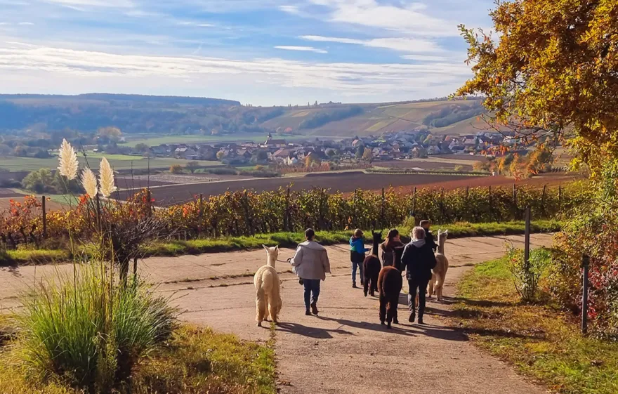 Alpaka Wanderung mit Glühwein Dipbach für 2