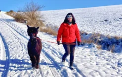 Alpaka Wanderung mit Glühwein Arnstein
