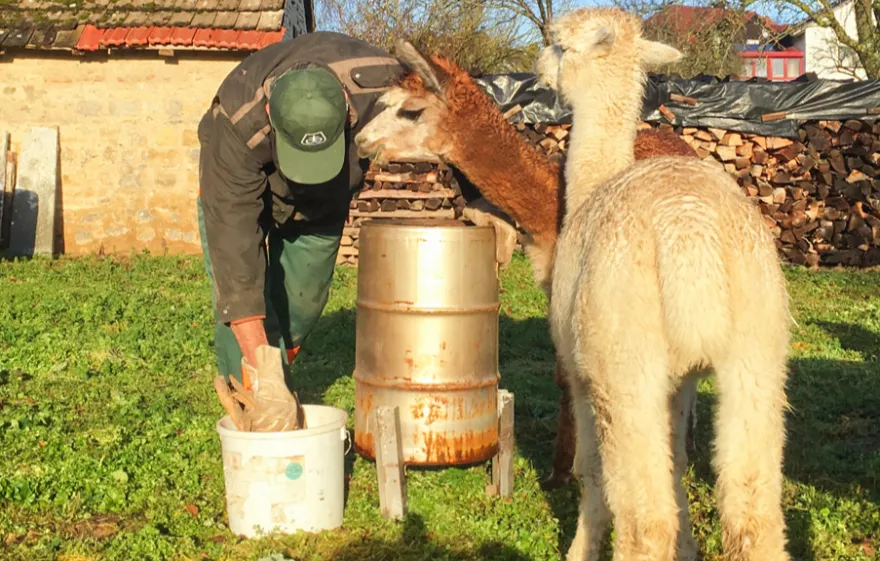 Alpaka Wanderung mit Glühwein Arnstein