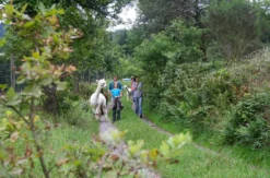Alpaka Wanderung Neckar-Odenwald-Kreis