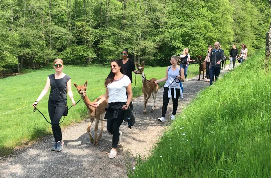 Alpaka Wanderung Neckar-Odenwald-Kreis