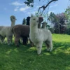 Alpakawanderung & Picknick Allgäu für 2