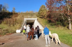 Alpaka Wanderung St. Egidien