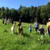 Alpaka Wanderung St. Paul im Lavanttal für 2