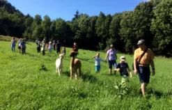 Alpaka Wanderung St. Paul im Lavanttal für 2