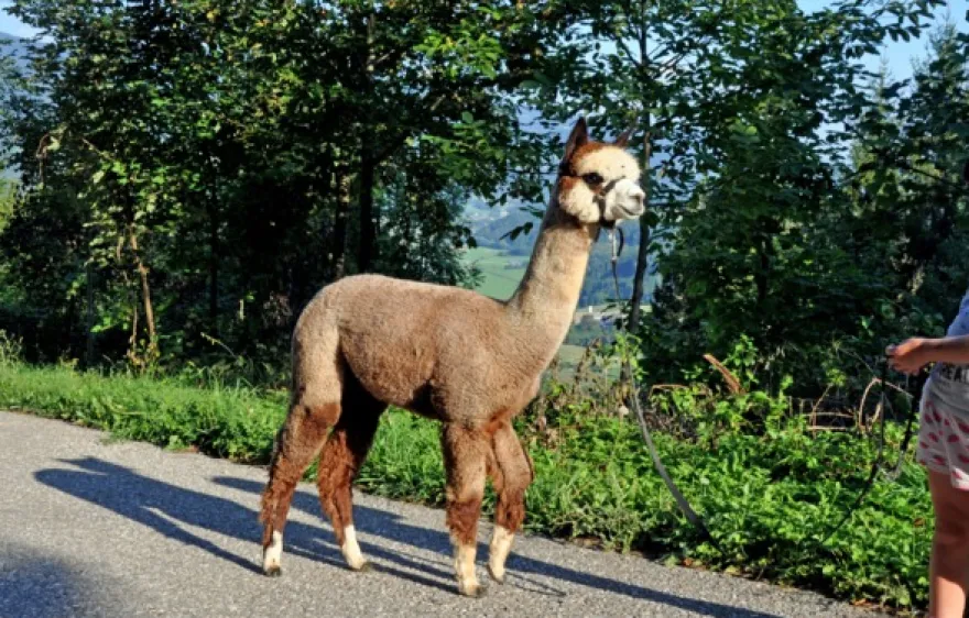 Alpaka Wanderung St. Paul im Lavanttal für 2