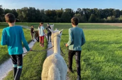 Alpaka Wanderung Taufkirchen (Vils)