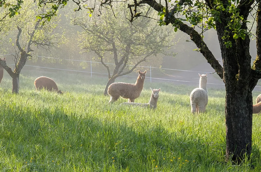Alpaka Wanderung Vaihingen an der Enz