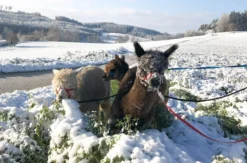 Alpaka Wanderung Waldkirch