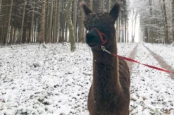 Alpaka Wanderung Waldkirch