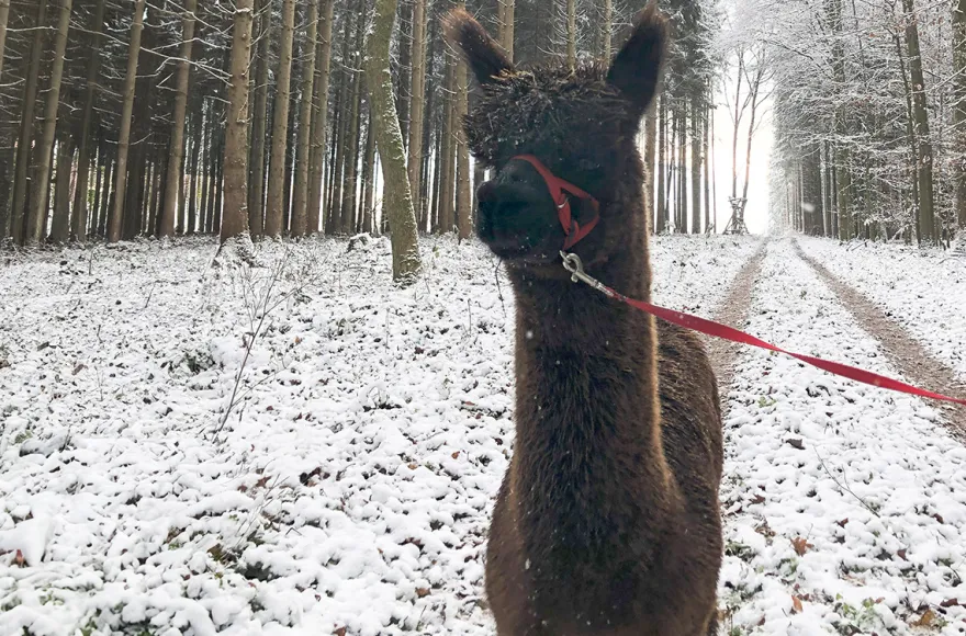 Alpaka Wanderung Waldkirch