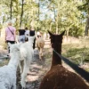Alpaka Wanderung Walsrode
