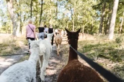 Alpaka Wanderung Walsrode