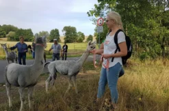 Alpaka Wanderung Wiederoda für 2