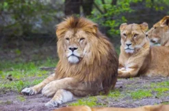 Außergewöhnlich Übernachten im Serengeti-Park inkl. Bus-Safari für 2 (1 Nacht)