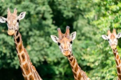 Außergewöhnlich Übernachten im Serengeti-Park inkl. Bus-Safari für 2 (1 Nacht)