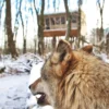Außergewöhnlich Übernachten im Baumhaus im Wolfcenter Dörverden für 2 (1 Nacht)
