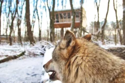 Außergewöhnlich Übernachten im Baumhaus im Wolfcenter Dörverden für 2 (1 Nacht)