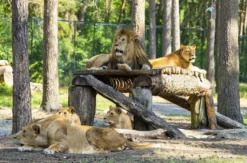 Außergewöhnlich Übernachten im Serengeti-Park für 2 (1 Nacht)