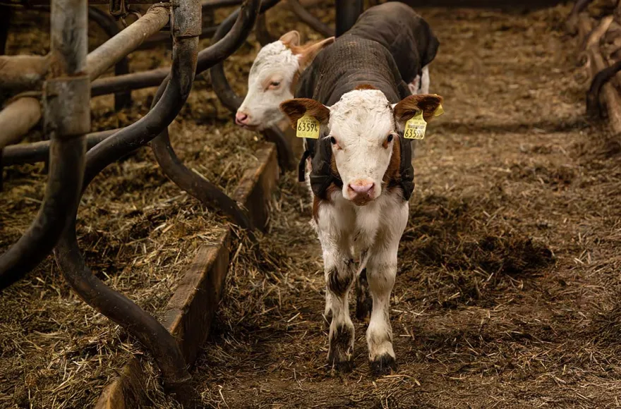 Bauernhof Besuch Mertingen