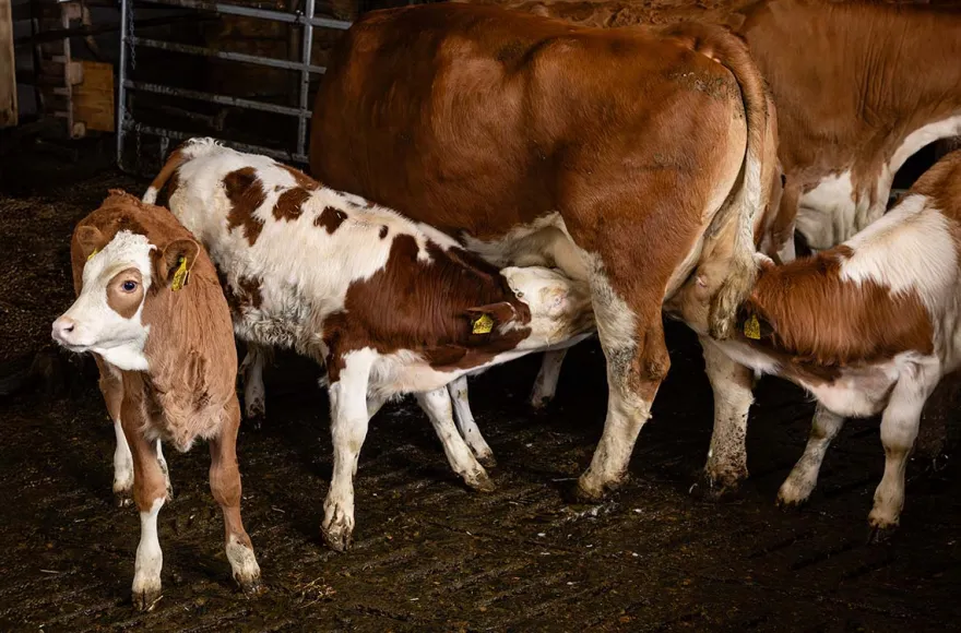 Bauernhof Besuch Mertingen