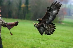 Beizjagd Wunsiedel
