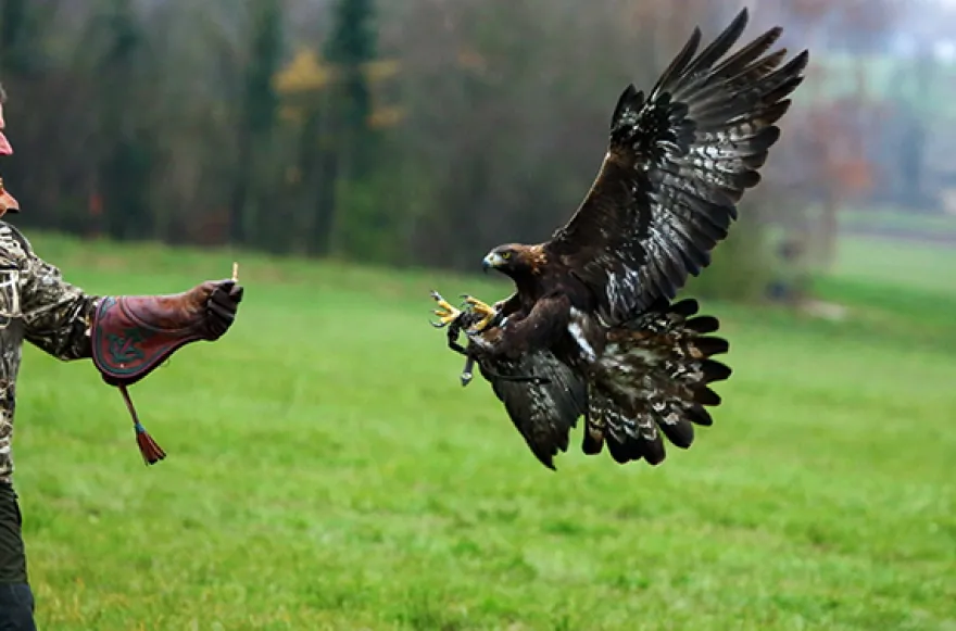 Beizjagd Wunsiedel