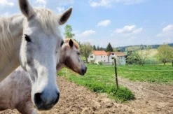 Übernachten im Tiny House Hohenberg a.d.Eger für 2 (2 Nächte)