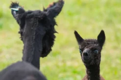 Übernachtung auf der Alpakafarm Affinghausen für 2 (1 Nacht)