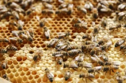 Bienenseminar mit Verkostung für 2 Bühl