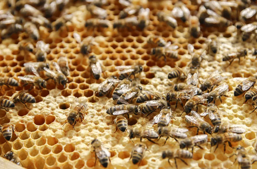 Bienenseminar mit Verkostung für 2 Bühl