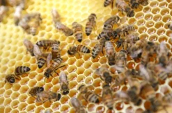 Bienenseminar mit Verkostung für 2 Bühl