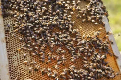 Bienenseminar mit Verkostung für 2 Bühl