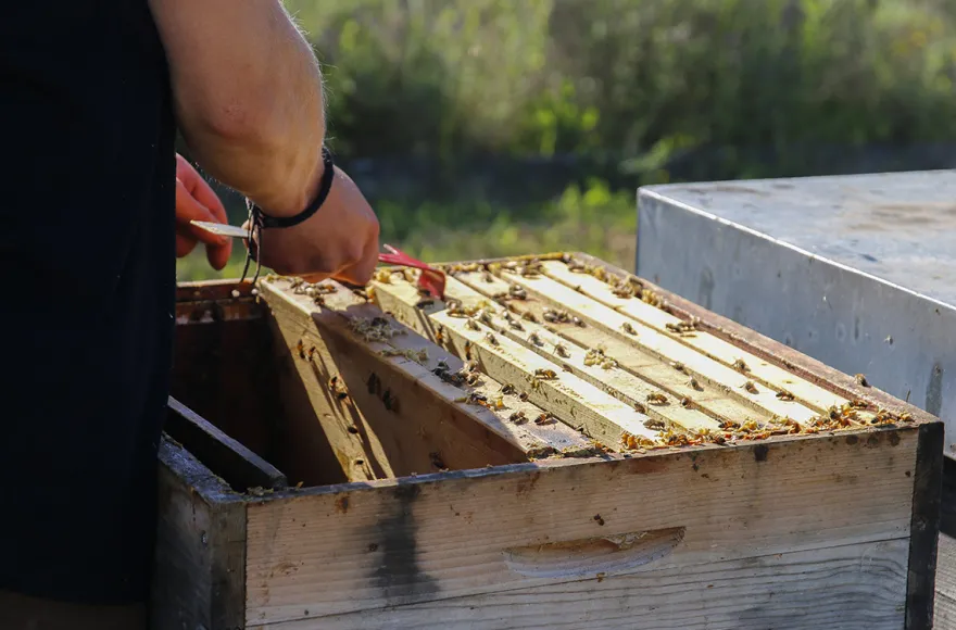 Bienenseminar mit Verkostung für 2 Bühl