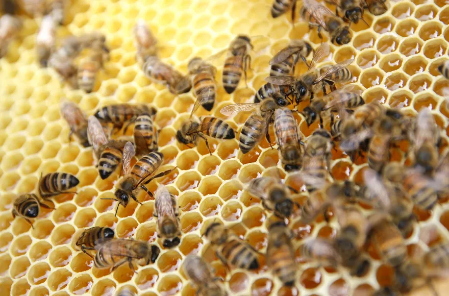 Bienenseminar mit Verkostung Bühl
