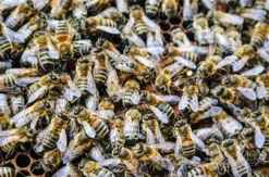 Bienenvolk hautnah Wunstorf