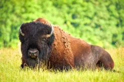 Bison Erlebnistag Wermsdorf